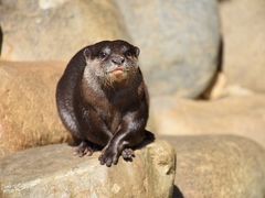 JALのどこかにマイル弾丸初四国・松山旅