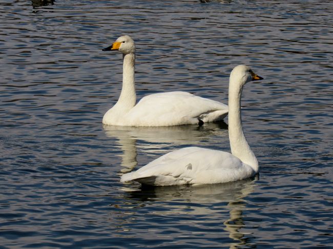 立春まだ寒き季節に白鳥の姿を追う。