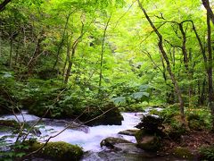 晩夏の東北旅行　美味しいもの食べ尽くしと温泉三昧①　奥入瀬編