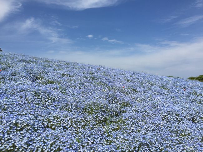 写真を見て一度は行ってみたいとずっと見たい！と思っていたネモフィラ。思い切って激混みGWに行ってきました！