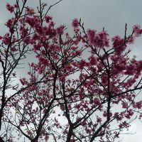 桜マラソンに出るため寒波の中の奄美大島へ　桜は咲いているが寒い！　