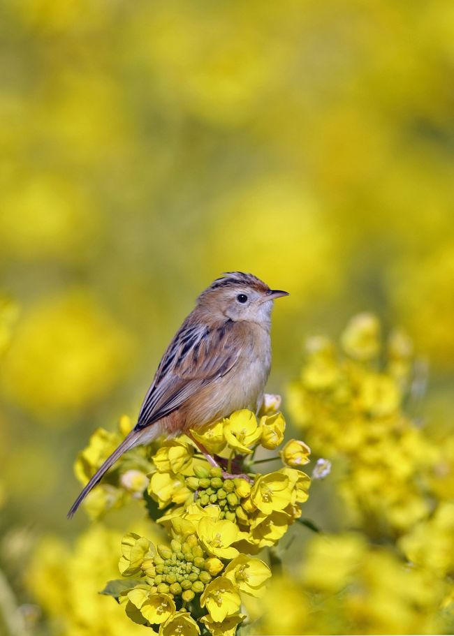 海の見える丘に咲く菜の花<br />そこにセッカが<br />少し風が強くて肌寒い日でしたが暖かい春の気配が感じられる日となりました<br />翌日は地元で再度河津桜のメジロです