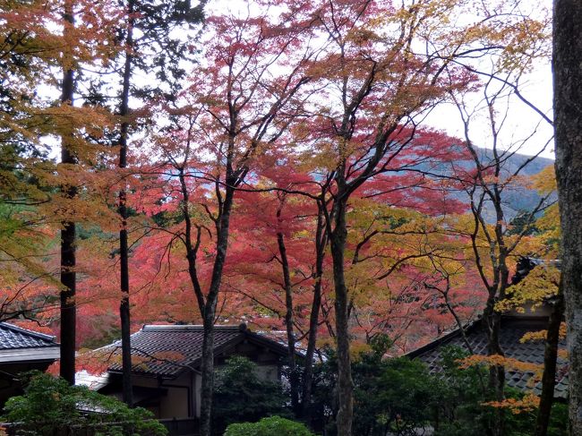 写真の枚数が６０枚に足したので、2話に分けて紅葉の長安寺散策の様子を綴ります。<br /><br />この日の箱根はまだらな雲が流れて、日が射したり、陰ったりの天気でしたが、気持ちのいい散歩が楽しめます。<br />