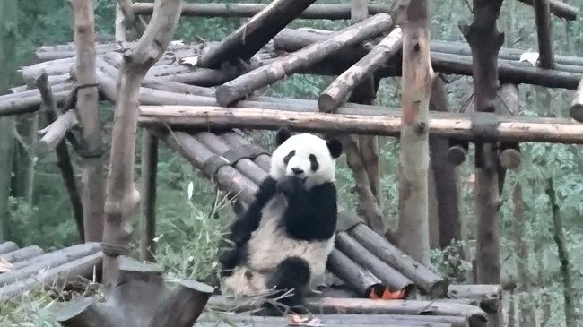 シャンシャン誕生のニュースを見てどうしても生パンダが見たくなり、上野動物園で見るには大変かつ短い時間しか見れないだろうと四川省の熊猫パンダ基地行きを決めました。