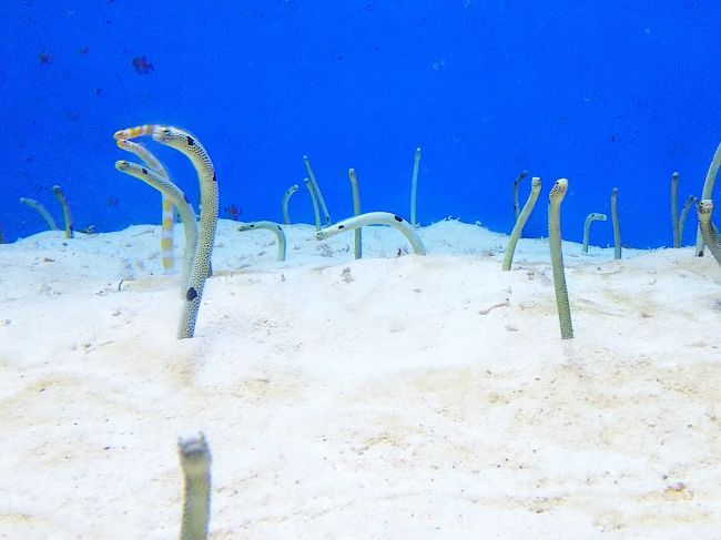 とうとう３日目突入。やはり冬の沖縄なかなか晴れない・・・今日は、古宇利島・美ら海水族館をめぐります。チンアナゴかわいい(笑)が天気に関係なし。<br /><br />チンアナゴの動きをしばらく見てました・・・。<br /><br />かわいいチンアナゴの動画はこちら。<br /><br />https://www.youtube.com/watch?v=q7pGOCN8ZpI