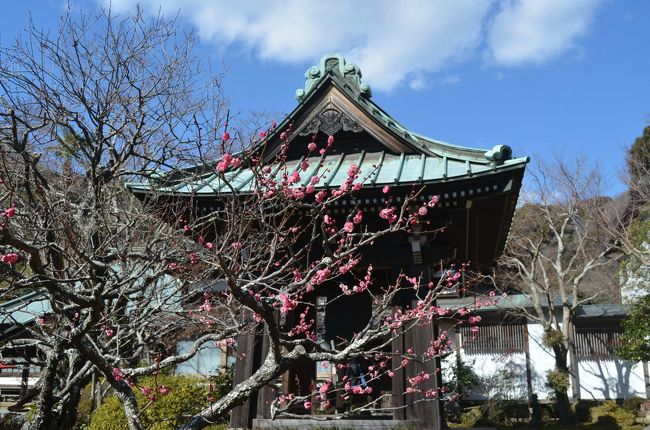 古都鎌倉　花めぐり　（水仙、ツバキ、梅）　（前半：東慶寺、浄智寺、海蔵寺、浄光明寺）