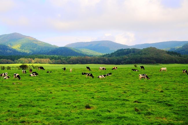 夏の終わりに北海道・道東へ行ってまいりました。<br /><br />出発時に台風が発生しており、北海道にも直撃の予定でした。<br />迷いに迷いながら、せっかくなので出発することに・・・・<br /><br />しかし北海道では記録的な被害が出るほどの状況に。<br />川は濁流・通行止めがいたるところで発生。<br />そんな中、通行止めのおかげで観光客が少ない少ない。<br /><br />行けなくなってしまった場所は多いし、天候は変わりやすく散々な目にもあいましたが楽しい旅行となりました。<br /><br /><br />今回もスカイマークで神戸空港から新千歳空港まで飛行機で移動⇒レンタカーでその日のうちに紋別まで<br /><br /><br />■利用した旅館＆ホテル(選んだポイント)<br /><br />１泊目　マウレ山荘<br />　　　　(ネット上の評価がとても良かった)<br /><br />２泊目　知床第一ホテル<br />　　　　(マルスコイを存分に楽しみたかった)<br /><br />３泊目　カムイの湯　ラビスタ阿寒川<br />　　　　(新しい旅館で食事も温泉も楽しめそうだった)<br /><br />４泊目　サロマ湖鶴雅リゾート<br />　　　　(サロマ湖を眺められるホテルに泊まりたかった)<br /><br />５泊目　ラ・ジェント・ステイ札幌大通<br />　　　　(新しいホテルであり大浴場があった)<br /><br />