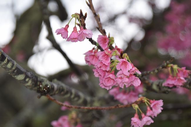 昨年に引き続き、今年も「沖縄国際洋蘭博覧会」と北部地域の桜を見に沖縄に行きました。今年は母の友人も加わって女3人旅です。<br />今年は沖縄まで寒くて、薄手のコートでは凍えるほどでした。<br />飛行機の遅延で大幅に予定が狂いまして、最終的な行程は以下の通りです。<br /><br />初日：羽田→那覇<br />　　　昼食（那覇「まるたま」）<br />　　　本部：美ら海水族館<br />　　　本部：かりゆし市場<br />　　　夕食（本部「十兵衛」）<br />　　　宿泊：かねひで喜瀬ビーチパレス<br />２日目：ホテルで朝食<br />　　　本部八重岳の桜<br />　　　沖縄国際洋蘭博覧会<br />　　　本部：新垣ぜんざい<br />　　　昼食（宜野座「珠屋」）<br />　　　うるま：海中道路を通って伊計島まで<br />　　　那覇：牧志公設市場<br />　　　那覇：国際通り<br />　　　夕食（国際通り「御殿山」）<br />　　　宿泊：ＪＲ九州ホテルブロッサム<br />３日目：ホテルで朝食　　<br />　　　那覇：首里城<br />　　　那覇：首里琉染<br />　　　那覇：本家新垣菓子店<br />　　　昼食（首里「富久屋」）<br />　　　那覇：牧志公設市場<br />　　　糸満：道の駅<br />　　　豊見城：ブルーシール<br />　　　豊見城：瀬永島<br />　　　夕食（那覇空港）<br /><br />今回はＪＡＬパック（飛行機＋ホテル＋レンタカー）を利用しています。　<br />