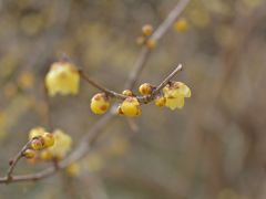 ２０１８年２月。第７回　松田　寄ろうばいまつりに行ってきました。あま～い香りに包まれて。