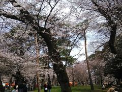 2月に決めた、大宮公園花見旅。