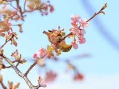 神奈川花見山の様子を確かめに～アグリパーク嵯峨山苑、ちょっとだけまつだ桜まつり～