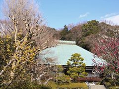 鎌倉散歩：梅の花便り