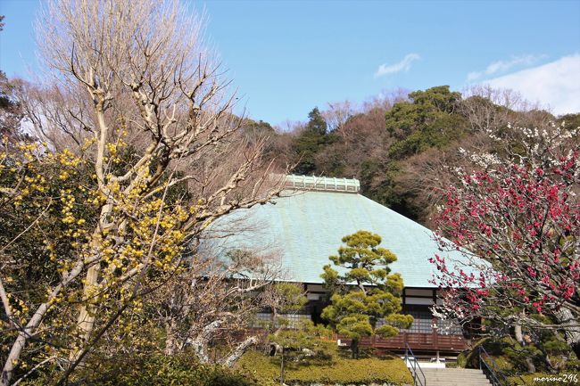 「東風吹かば　匂いおこせよ梅の花・・・」ではありませんが、<br />鎌倉の梅は、一番早く咲くといわれる荏柄天神社を筆頭に、例年2月中旬から3月上旬が見頃と言われます。<br />立春を過ぎ、陽射しは春めいてきたので、梅の開花状況が気になり出掛けてみました。<br />この旅行記は、2月7日と2月11日の2日分をまとめてＵＰしています。<br /><br />2月7日<br />神奈川県立金沢文庫（運慶展）を見学した後、鎌倉へ移動。<br />大巧寺→本覚寺→妙本寺→常栄寺（ぼたもち寺）→鶴岡八幡宮→英勝寺→海蔵寺<br />2月11日<br />浄妙寺→報国寺→旧華頂宮邸→宝戒寺<br /><br />表紙の写真は、2月11日の浄妙寺です。