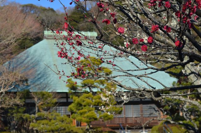 古都鎌倉は四季折々の花が美しい。<br /><br />古寺に咲く花を巡って、鎌倉を歩いた。<br />この時期は、水仙や椿は終盤を迎え、梅はぼちぼち咲き始めている。<br />冬でも、いろいろな花が見られるが、最盛期とはややずれており、中途半端な感じだった。<br /><br />昨年の梅見と同じく、北鎌倉からの東慶寺から出発して、浄妙寺まで足を延ばした。<br /><br />おまけで、皆既月食も。<br /><br />【前半】<br />（１）東慶寺　縁切り寺。梅、水仙、椿、ロウバイ・・・<br />（２）浄智寺　七福神、布袋尊。花がいっぱい。<br />（３）海蔵寺　紅梅、白梅が絵に成る。<br />（４）浄光明寺　静かな佇まい。<br />https://4travel.jp/travelogue/11328818　<br /><br />【後半】<br />（５）宝戒寺　萩の寺、白梅、紅梅、メジロも見られた。<br />（６）杉本寺　鎌倉最古の寺。花は少ない。<br />（７）報国寺　竹の庭。<br />（８）旧華頂宮邸 鎌倉にも洋館がある。<br />（９）浄妙寺　紅白の梅に枯山水の庭園が見事。<br />https://4travel.jp/travelogue/11329811<br /><br />鎌倉の花めぐり旅行記は以下です。<br />●古都鎌倉　アジサイめぐり　2017年　前編（北鎌倉：明月院、東慶寺、浄智寺）<br />　https://4travel.jp/travelogue/11254290<br />●古都鎌倉　アジサイめぐり　中編（葛原岡・大仏ハイキングコース：葛原岡神社、銭洗弁財天、佐助稲荷神社）<br />　https://4travel.jp/travelogue/11254796<br />●古都鎌倉　アジサイめぐり　後編（長谷エリア：大仏、光則寺、御霊神社、長谷寺）<br />　https://4travel.jp/travelogue/11255852<br />●古都鎌倉　梅めぐり　2017年（前半：東慶寺、浄智寺、海蔵寺、英勝寺、浄光明寺）<br />　http://4travel.jp/travelogue/11217592<br />●古都鎌倉　梅めぐり　（後半：鶴岡八幡宮、宝戒寺、鎌倉宮、瑞泉寺、荏柄天神社、杉本寺、報国寺）<br />　http://4travel.jp/travelogue/11218365<br />●紅葉巡り　古都鎌倉　2016年（前半：円覚寺、東慶寺、浄智寺）<br />　http://4travel.jp/travelogue/11195573<br />●紅葉巡り　古都鎌倉　（後半：源氏山ー化粧坂切通しー海蔵寺ー鶴岡八幡宮ー建長寺）<br />　http://4travel.jp/travelogue/11195813<br />●鎌倉紅葉ハイキング　２０１３　金沢文庫から、能見堂緑地（六国峠ハイキングコース）、大丸山、天園、紅葉谷、祇園山、鎌倉<br />　http://4travel.jp/travelogue/10838403<br />●鎌倉紅葉ハイキング　２０１２　大船から鎌倉湖、百八やぐら、大平山、天園、紅葉谷<br />　http://4travel.jp/travelogue/10730403<br />●神奈川探訪（２３）　鎌倉　紅葉ハイキング、紅葉谷、瑞泉寺<br />　http://4travel.jp/travelogue/10627067<br />●神奈川探訪（２０）　鎌倉　アジサイ便り　東慶寺、明月院、長谷寺、成就院　2011<br />　http://4travel.jp/travelogue/10577853<br />●神奈川探訪（１６）　鎌倉　寺めぐり　円覚寺、東慶寺、建長寺、鶴岡八幡宮、大仏　2011年1月　ロウバイなど<br />　http://4travel.jp/travelogue/10534598