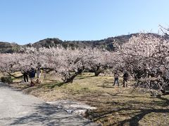 曽我の郷 別所梅林2018 初見