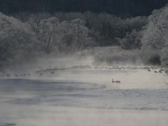 ギックリ腰と風邪とタンチョウと雪祭りとＳＬ