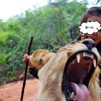 アフリカ大人旅♪NO.2 The Royal living stone 滞在でライオン&チーターとお散歩体験