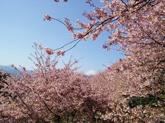 2017年　満開！松田桜まつり 