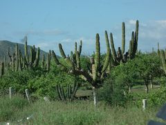 駐在のついでに 【その128】 メキシコ遠征(4) “Los Cabos” から “La Paz”へ乗り合いバンで移動。さすがメキシコ、沿道はサボテンだらけ！