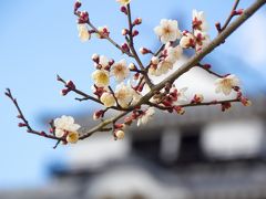 松山のアーケードを歩く