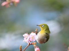 野鳥撮影記録・２０１８年２月－５（オオタカ）