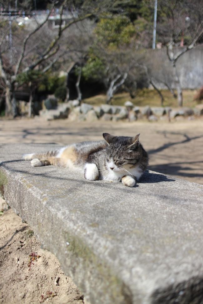 広島出張のついでに、尾道を半日観光してきました～<br /><br />尾道といえば、「坂の街」そして「猫」！<br /><br />9割、猫と触れあうことが目的で行きました♪