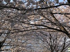 お花見～横浜市都筑区茅ヶ崎中央・都筑中央公園