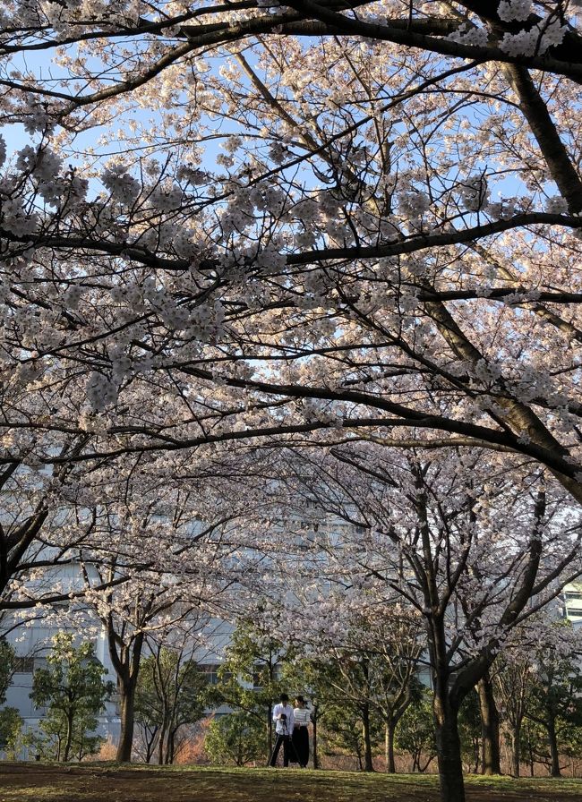 都築中央公園は思い出の公園。すぐ隣にある昭和大学横浜市北部病院で数年前に母が手術を受けた時に毎朝気分転換にウォーキングしてました。この公園には元気を沢山貰ったなあ。