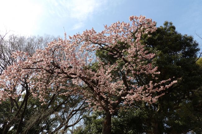 　上野公園の寒桜が開花してした。この冬は厳寒であったので寒桜は昨年よりも開花が遅れたようだ。2月に入って、今日のような暖かい日もたまにはある。今年の桜は平年並みとの予報が出始めている。しかし、昨年のように遅れて3月末までには間に合わない年もある。果たして今年の桜は平年並みなのかそれとも遅いのか、はたまた、平年よりも早いのか？<br />　なお、動物園側にある小松宮騎馬像近くにある桜も開花しつつある。<br />（表紙写真は寒桜）