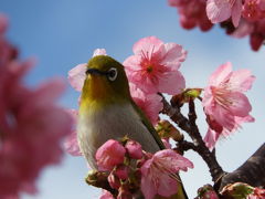 ２０１８年２月 沖縄本島 その２ 本部・今帰仁