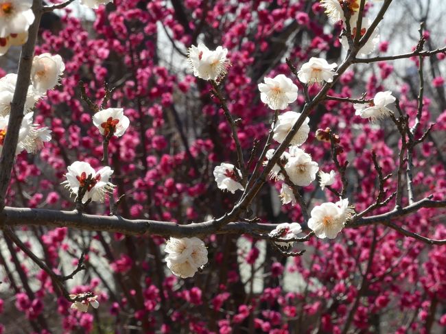 世田谷区の「羽根木公園」で開催されている「せたがや梅まつり」に行ってきました。早い木は見頃を過ぎていますが、まだ咲き始めていない木もあります。全体的には４分咲きくらいです。梅林は丘の斜面なので、散策路の上り下りで変化のある景色を楽しめます。<br /><br />ホームページによると、２月１３日現在、６５０本の梅の木のうち２９５本が開花しているとのことなので、開花率は４５％です。<br /><br />旅行記作成に際しては、現地で頂いたパンフレット、現地の説明板、ホームページ等のネット情報を参考にしました。