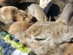 大久野島でウサギに癒されたーい！(2018.02広島・前編)