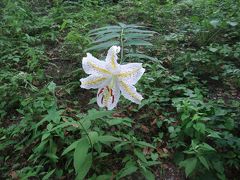 東京どうでしょ! 高尾山編