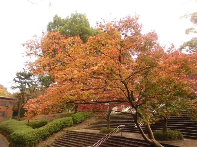 横浜市の白根公園の紅葉を見に行ってきました。ただタイミングがずれていたせいか、ちょっと期待外れでしたが、
