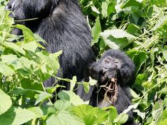 野生のゴリラに会いに行ってきた！⑥ ブウィンディ国立公園ゴリラトレッキング編その2