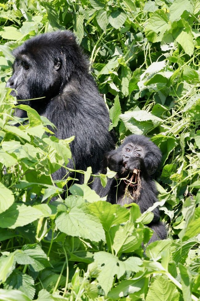 12月中旬に10日間の日程で東アフリカに野生動物を見る一人旅に出かけました。<br />ルワンダとウガンダ両方のゴリラトレッキングに参加したかったので、<br />既存のツアーではなく、ウガンダで日本人が経営されている旅行会社 グリーンリーフツーリストさんに旅のアレンジをお願いしました。<br /><br />2017/12/15 成田発 ドバイ経由 <br />12/16 ルワンダ キガリ着<br />12/17 ヴォルカン国立公園ゴリラトレッキング<br />12/18 ウガンダへ陸路で移動<br />12/19 ブウィンディ国立公園ゴリラトレッキング