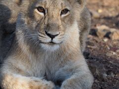 ２つの国立公園で希少動物との遭遇インドライオンとベンガルトラに出会う旅