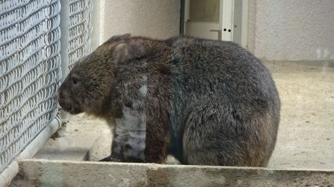 五月山動物園には、多くの園児が来ており、先生方も大勢で引率していました。<br /><br />この園児達を見たり、元気な声を聴くと、ウォンバットを見るより、元気が貰え疲れも忘れることができます。<br /><br />先日、家の近くの伊丹市荒牧の「いずみ幼稚園」に、ゴンママが丹精込めて作った、伊豆稲取のつるし雛飾り、男女2組を寄付させてもらい、(近くの公園などで、園児の元気な声を聴き、元気をもらっているお礼)、ひな祭りの時に園児たちが楽しんでくれればよいと思っています。<br /><br />写真は、ガラス窓の奥で近くに来ないウォンバット。