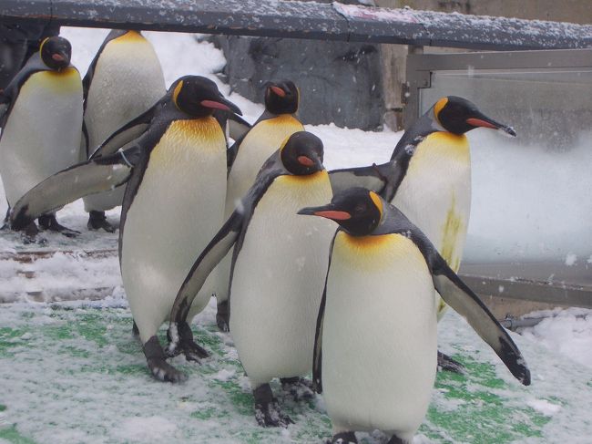 バスツアーに参加。冬の動物園で、北国の動物はさぞ元気だろうな。