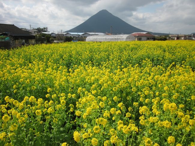 薩摩・明治村　美味し薩摩の味と早春の長崎鼻・指宿温泉をぶらぶら歩き旅ー１