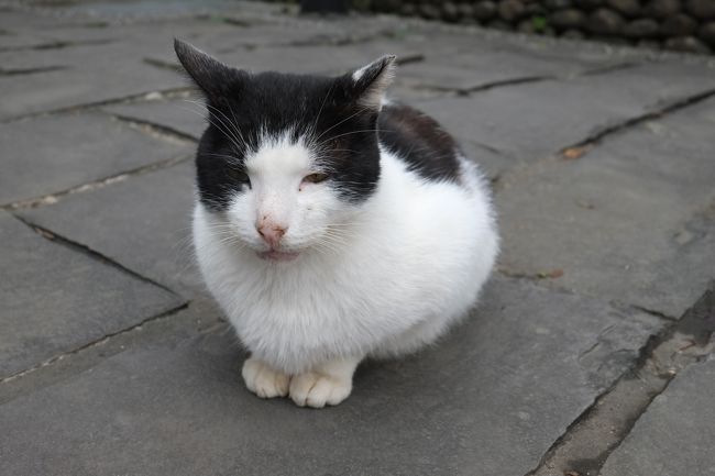 2018.1.3<br />晴れてるうちに台北周辺で街歩き。<br />北投、猴&#30800;猫村、基隆を回った。