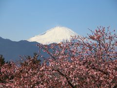 富士山と桜と梅の饗宴＠まつだ桜まつり、小田原梅まつり