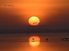 マニャラ湖国立公園：　ゾウ、沢山の鳥そして日の出（金婚旅行はタンザニアへー１）