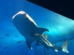 2018年の沖縄は本部を楽しむ　2日目  朝ごはんと美ら海水族館