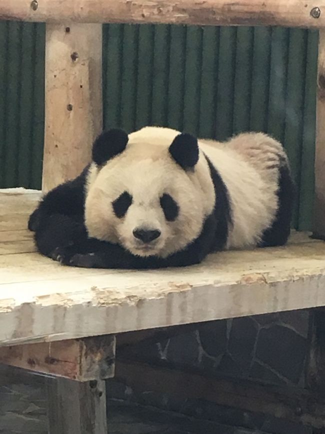 ジャイアントパンダに会いたい！神戸日帰り旅行①はじめましてタンタンちゃん！