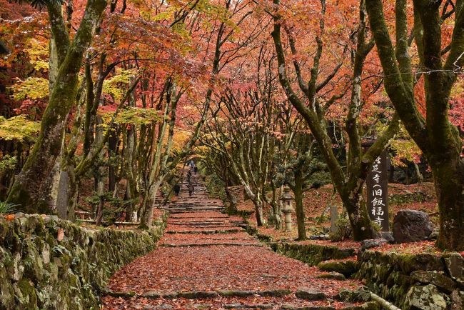 木之本町にある鶏足寺（けいそくじ）は、秋に入ると紅葉の名所になります。<br />ゆるやかな参道の石段は落葉の絨毯となり、赤と黄に染まる古木モミジに覆われます。<br />2014年には「死ぬまでに行きたい！世界の絶景 日本編（詩歩著）」に紹介され、ますます人気の見所になっています。<br /><br />北陸と京阪神を結ぶ北国街道の宿場町として栄えた木之本町は、古い町家が今も数多く残り、懐かしい風情があります。<br /><br />今日は敦賀駅から出発し、北陸本線のループ線を通り、鶏足寺の紅葉の絶景に浸り、木之本の古い町並みを散策します。<br /><br />旅行記は交通新聞社の「トレたび、鉄道遺産を訪ねてvol.17」、長浜・米原・奥びわ湖を楽しむ観光情報サイト、STUDIOこほく、木ノ本駅観光案内所の「きのもとみどころまっぷ」、江北図書館、つるやパン、本陣薬局、きのもと情報の館「あるやん木之本」、ダイコウ醤油、文化遺産オンライン、隠れ里「重内」、近江毎夕新聞、冨田酒造などの資料・HPを参考にしました。<br />