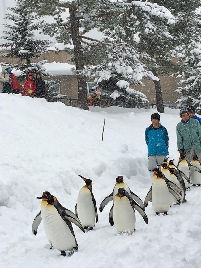 さっぽろ雪まつりと北海道７つの冬物語②　旭山動物園～旭川冬まつり～層雲峡氷瀑まつり