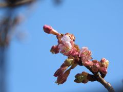 やっと咲き始めたふじみ野市のカワズザクラその後(2/20観察)