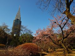 新宿御苑の春花