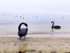 ニュージーランド北島へ　娘と二人旅　ロトルア